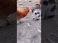 Cat 🐈 #cock masti #shorts  video