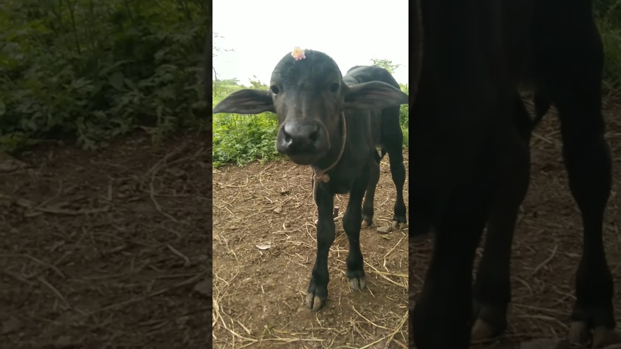 buffalo baby 🤩🐃🤗 