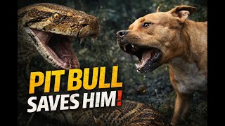 Famous Giant Python Attacks — Heroic Pit Bull Saves the Day | Animal Rescue Profile