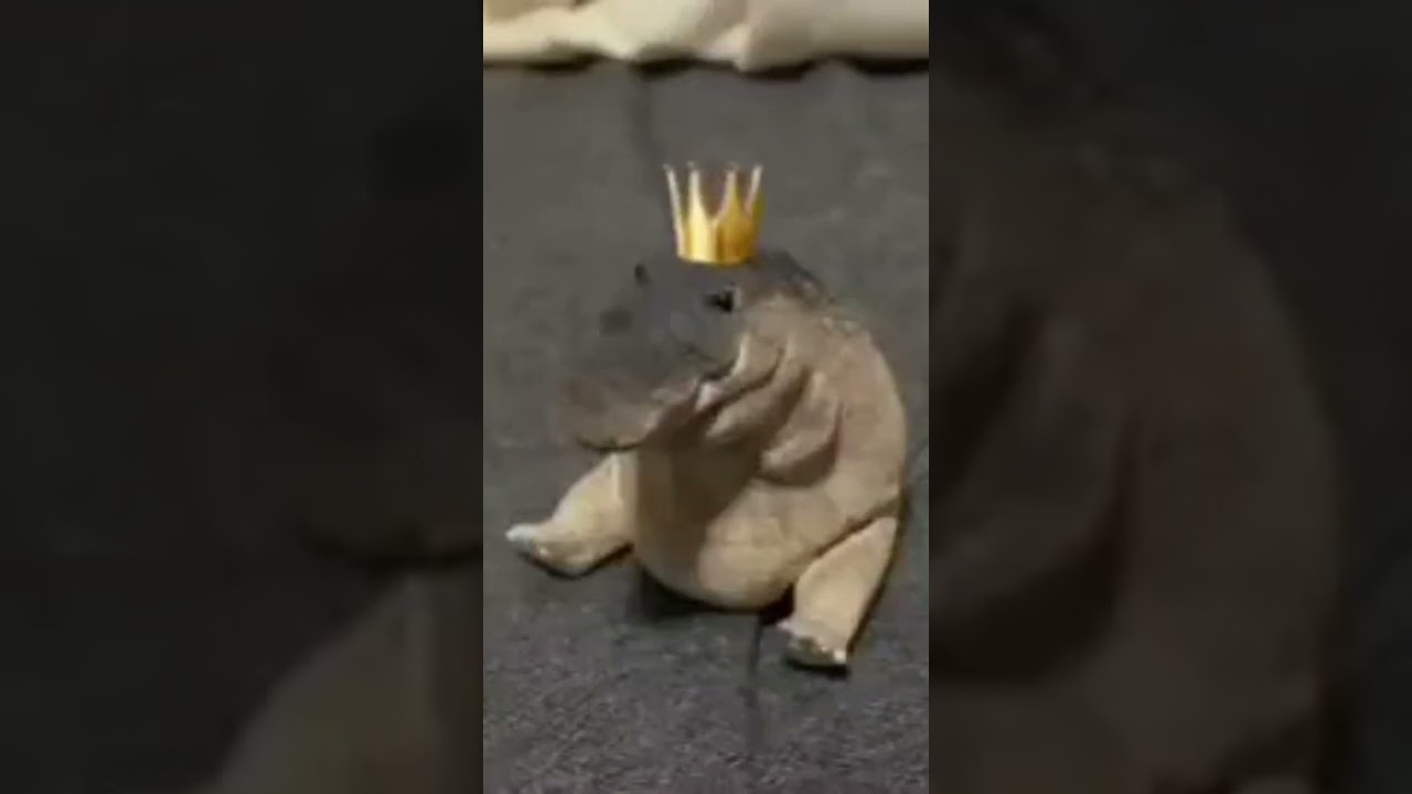 Crown the baby crocodile 