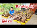 A Duy 📲 0384834321 khui vườn mới quái cây dáng long mai giảo Thủ Đức 21/3  (@MaivàngQuêdừa)
