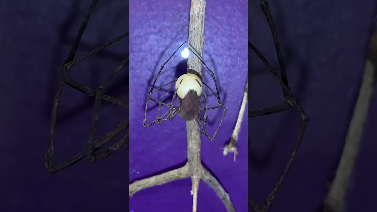 Deinopis finishing an eggsac