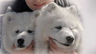 Two fluffy blondes