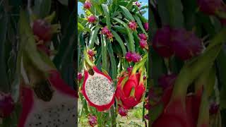 Sweet red dragon fruits #shorts #viral #sweets #dragon #fruits #delicious
