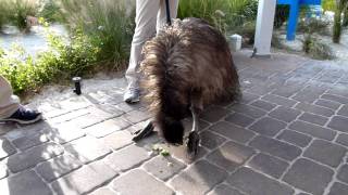 Animal Kingdom 20101229 (4)