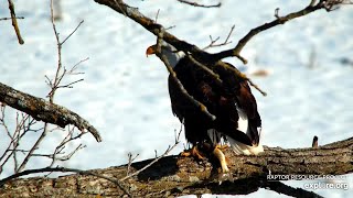 Decorah North Nest | Dad caught a fish and is swimming in the stream! + super slo mo ~ 1-13-2022