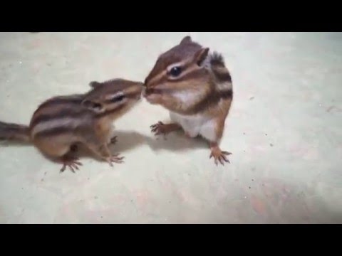 손다람쥐/<strong>다람쥐</strong> <strong>키우기</strong> / <strong>다람쥐</strong> 2마리랑 놀기~ chipmunk