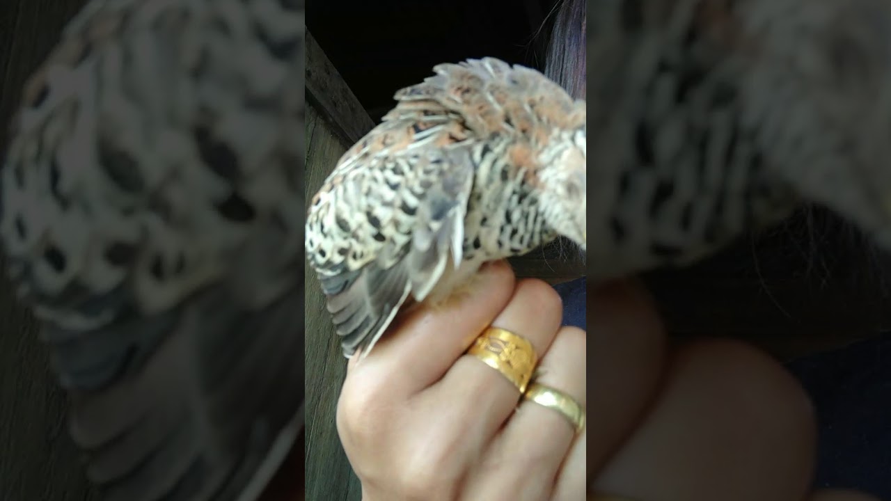Burung puyuh 