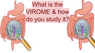 🦠 VIROME ANALYSIS | DNA EXTRACTION