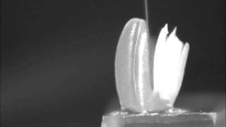 米粒をEco Cutter ファイリーで切断 / cutting an uncoocked rice !