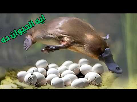 حيوان خلد الماءاغرب حيوان على الارض