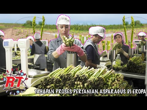 Video: Memanen Asparagus: Cara Memetik Asparagus