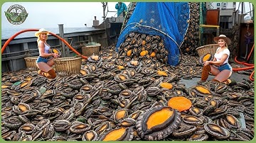 How Billions of Abalone Are Harvested - Massive Abalone Processing In Factory