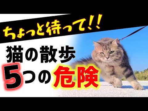 実は危険な猫のお散歩！！　それでもお散歩、行きますか？【５つのデメリット】