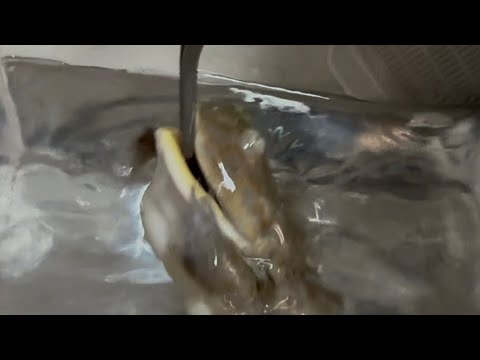 ちゃんと食べる子だからね