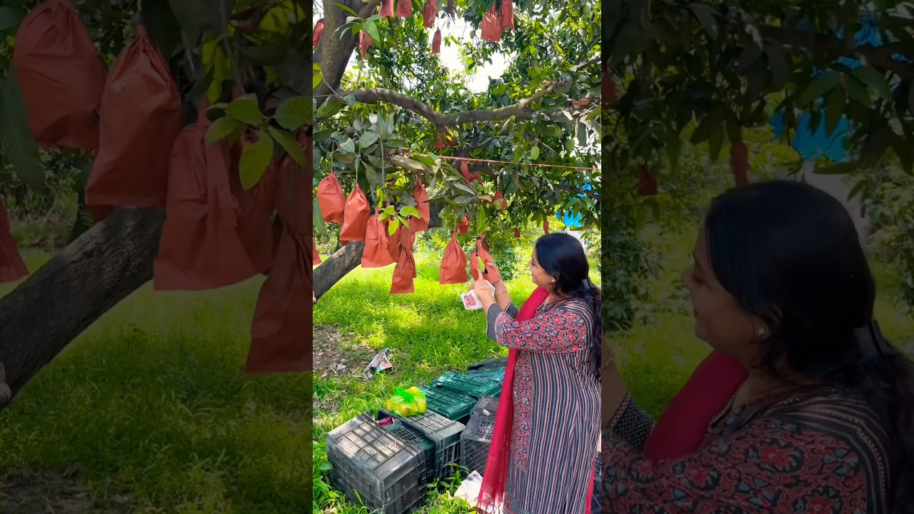 Found Mangoes🥭 in a roadside orchard #fruit #india #garden #shorts #nature #tree #food #ytshorts