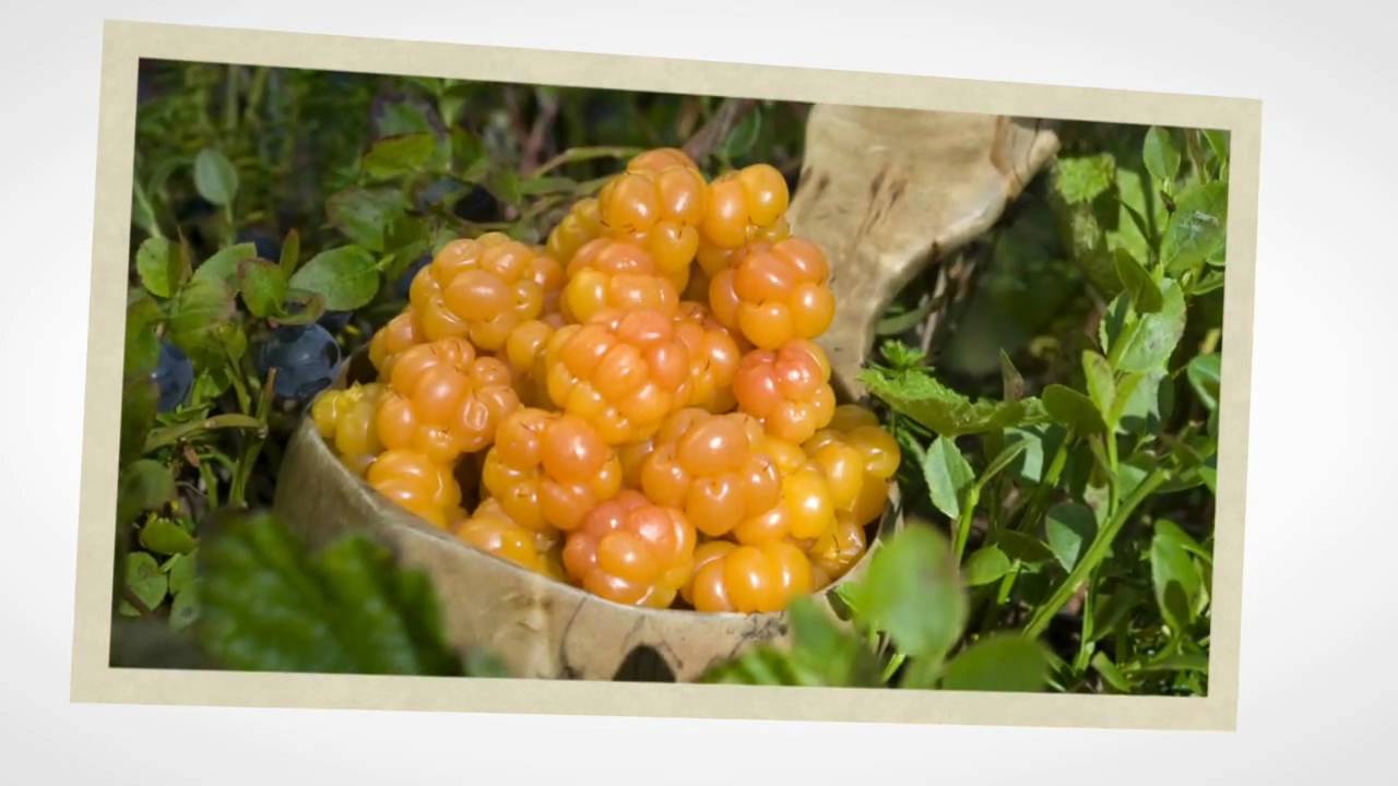 Welcome to Trøndelag