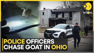 Bodycam Footage Shows Police Chasing Runaway Goat On US Highway | World News | WION