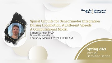 Spinal Circuits for Sensorimotor Integration During Locomotion at Different Speeds