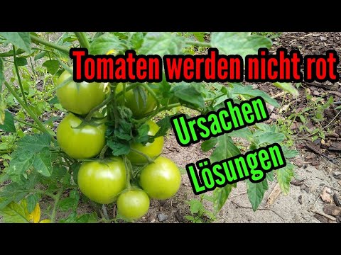 Video: Wie Beschleunigt Man Die Reifung Von Tomaten?