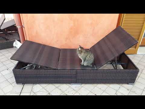 Gatti compagni di gioco e di lotta
