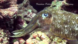 Wicekd Diving - Cuttlefish on Similan islands