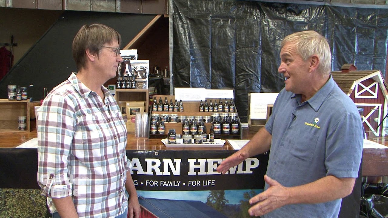 Harvesting CBD Hemp Oil YouTube