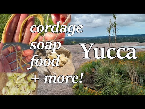 Video: Soapweed Yucca Cov Lus Qhia: Phau Ntawv Qhia Txog Kev Loj Hlob Soapweed Yuccas