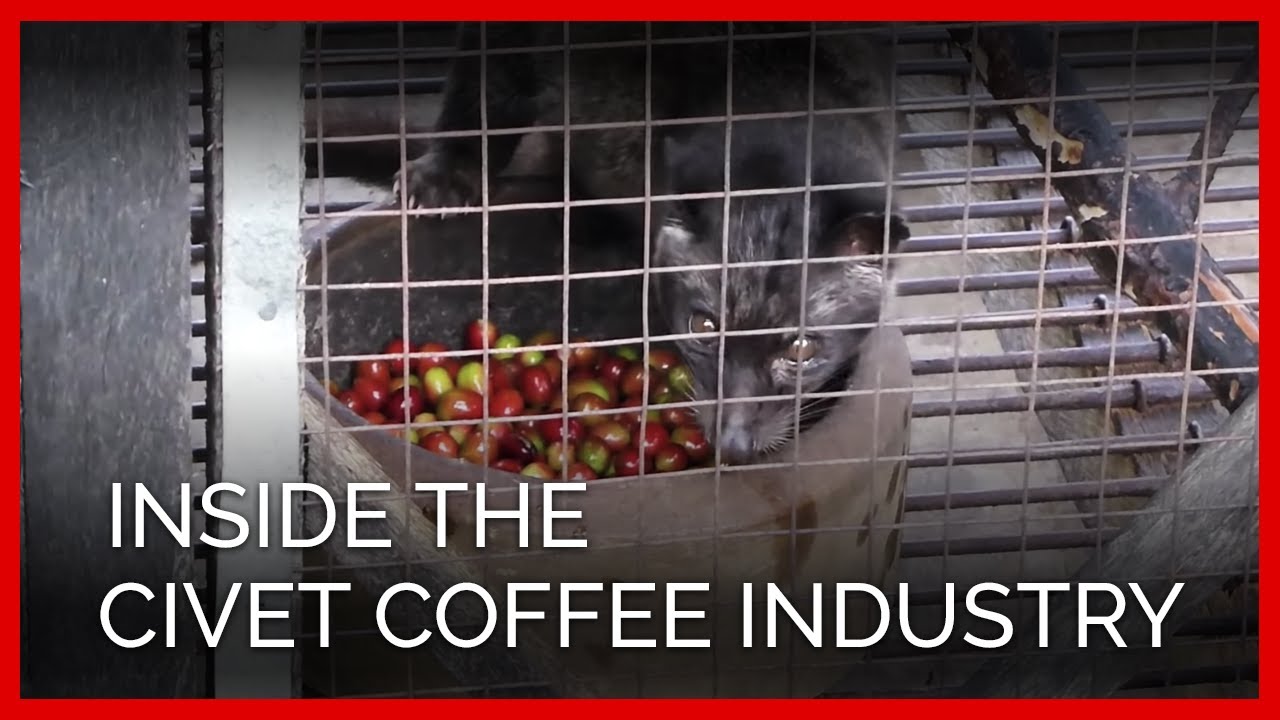 Civets Suffering for Cruel Coffee | PETA, image size:1280x720
