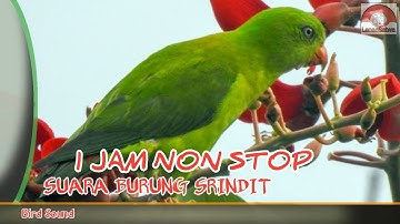 BURUNG SRINDIT // 1 JAM NON STOP // SUARA BURUNG SRINDIT.