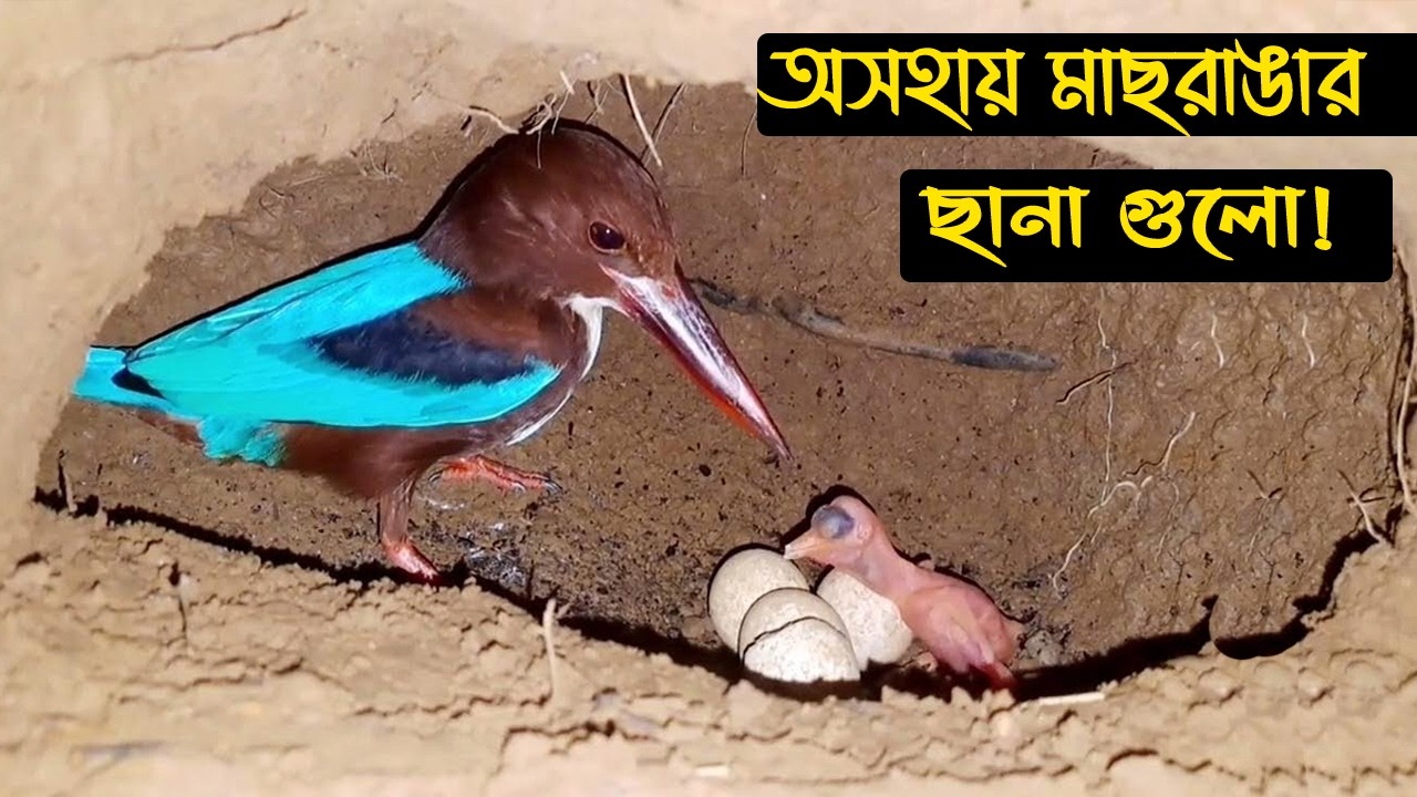 রাব্বির পোষা মাছরাঙা পাখির জীবনী | Bird Story-229 | The life story of Kingfisher Bird | E05