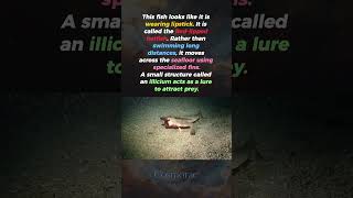 This Fish Walks Instead Of Swimming..