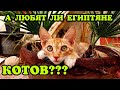 А ЛЮБЯТ ЛИ ЕГИПТЯНЕ КОТОВ??? НЕМНОГО ИЛЬ МЕРКАТО И ВОРОНЫ