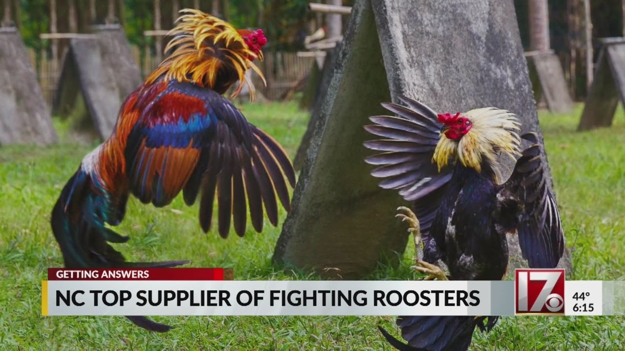 NC is top 5 supplier of roosters for cockfighting, group says - YouTube