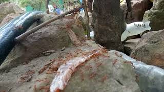 Stronger when we work together/ red ant teamwork