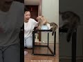 😹 世界一食いしん坊な猫が、毎回ほかの猫のご飯まで盗んでしまう 🍖#shortvideo