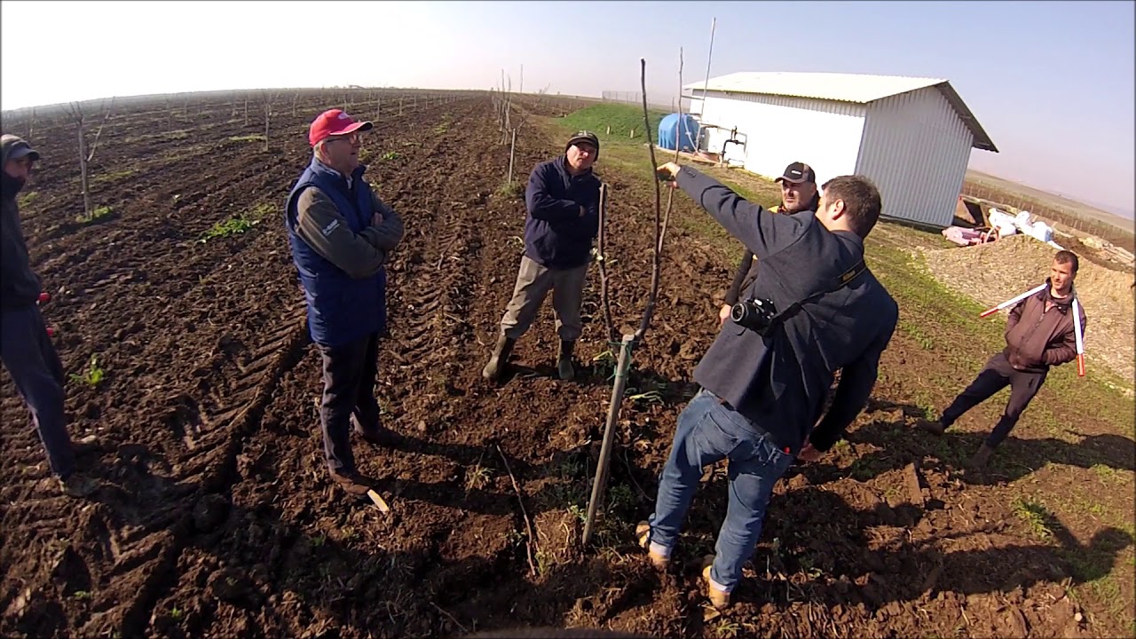 /VIZITĂ DE LUCRU/ Livadă de nuc de 2 ani: Fernor, Lara, Pescianski. Focșani RO. Apr. 2019.