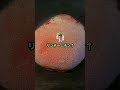 ワイ「チョン↑パァ!(勝利)」#2ch #shorts