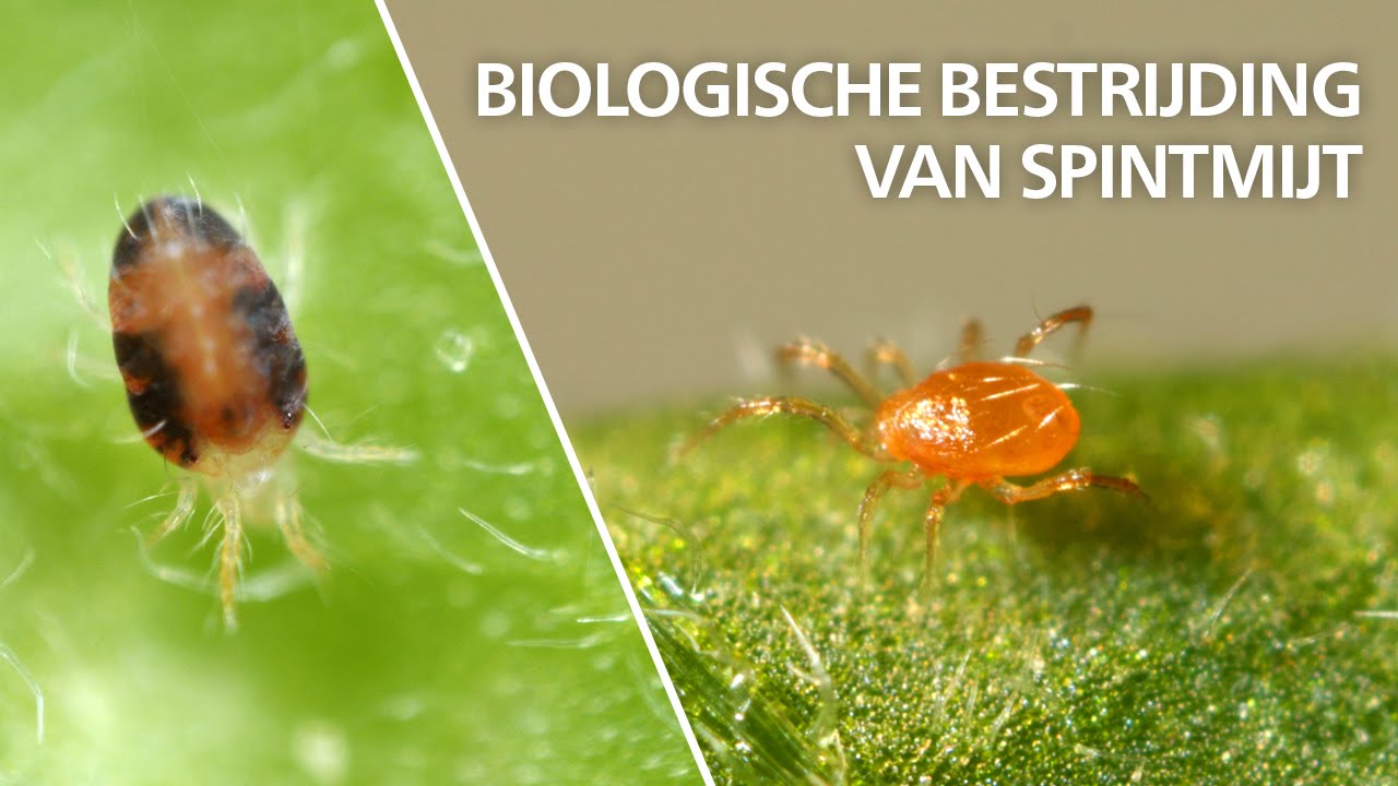 Bestrijding van spint - Phytoseiulus persimilis