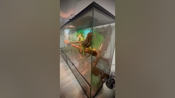 What it will be?🐉#terarrium   #vivarium   #reptiles  #animals   #exotic #iguana #gecko  #chameleon