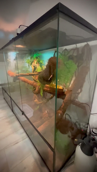 What it will be?🐉#terarrium   #vivarium   #reptiles  #animals   #exotic #iguana #gecko  #chameleon