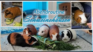 Abendroutine in Schweinehausen mit 5 Meerschweinchen