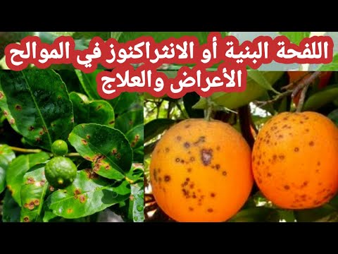 مرض الانثراكنوز في الموالح الأعراض والعلاج