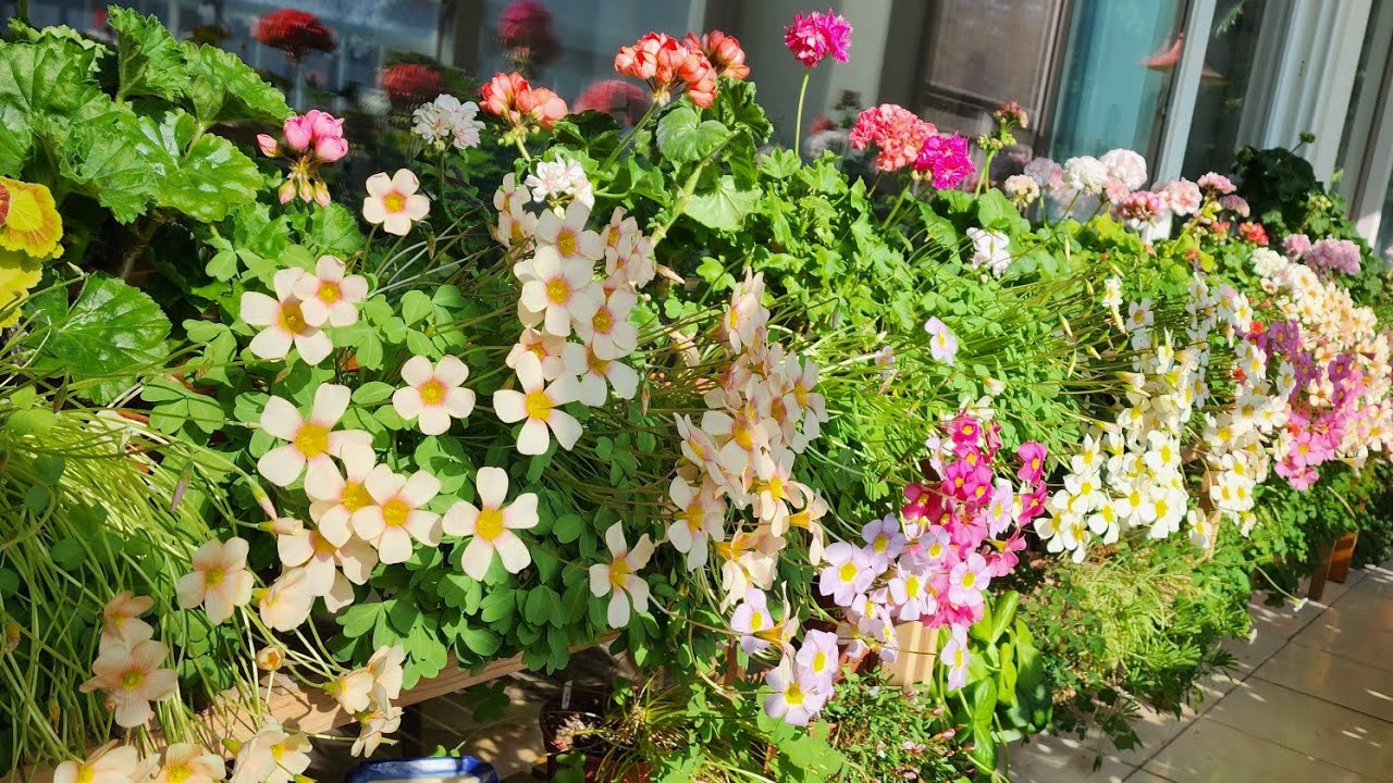 베란다정원에 사랑초꽃들 활짝 피었어요