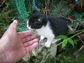 ビックリ、裏山から野良の子猫ちゃんがやって来た～（１）　A stray kitten came from the mountain(1)【いなか猫１７６９】japanese funny cat