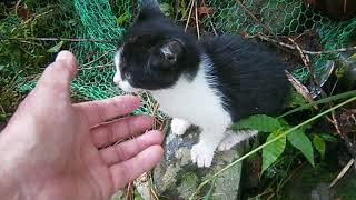 ビックリ、裏山から野良の子猫ちゃんがやって来た　A stray kitten came from the mountain(1)【いなか猫】japanese funny cat