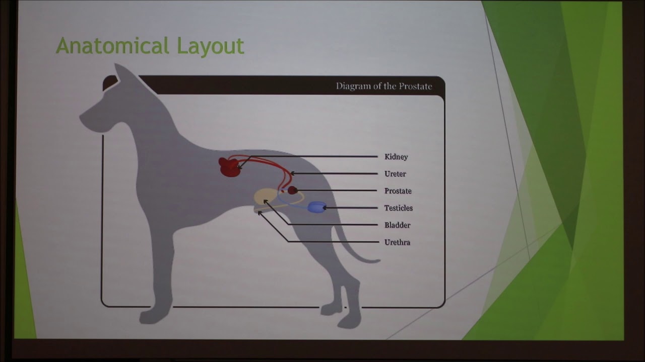 benign prostatic hyperplasia (bph) in dogs