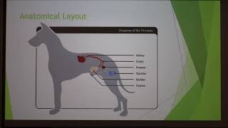 benign prostatic hyperplasia dog treatment