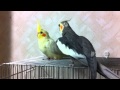 Cockatiel - Flirting