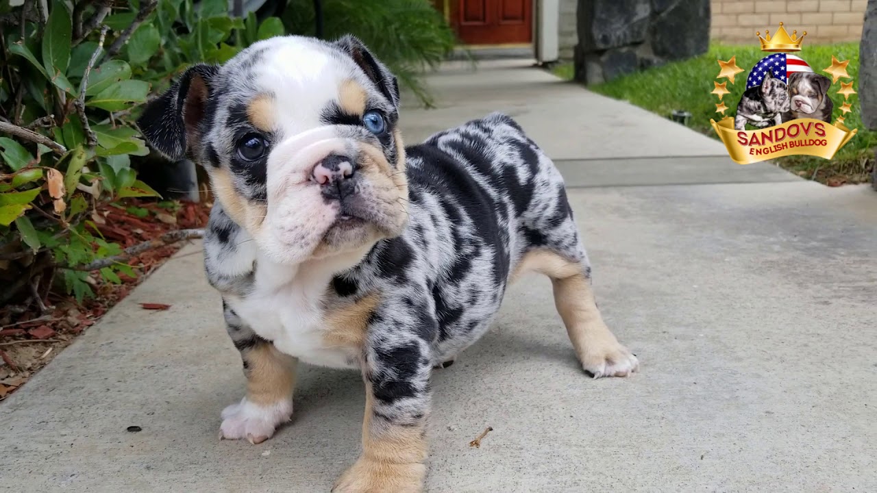 Blue Merle Olde English Bulldogge